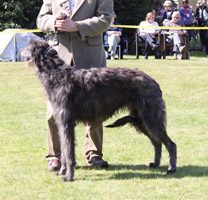 BRADLEYABBI SHAMO AY MENEGHY